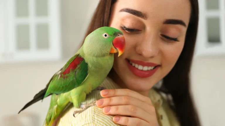 Pássaros que são ótimos animais de estimação