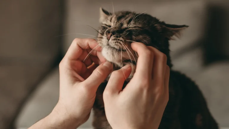 Descubra como é que um gato pode melhorar a sua saúde