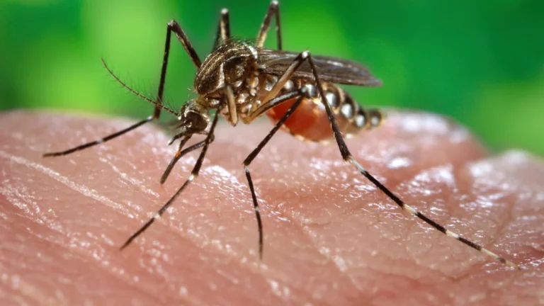 Europa bate recorde de doenças transmitidas por mosquitos