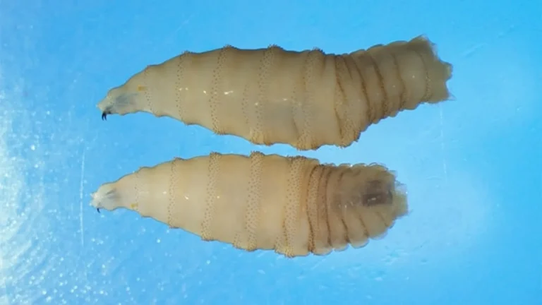 Parasita carnívoro que ‘ameaça’ EUA é detectado pela 1ª vez em humano