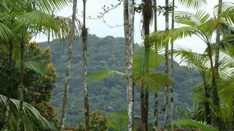Mata Atlântica perde 2,4 milhões de hectares em 40 anos