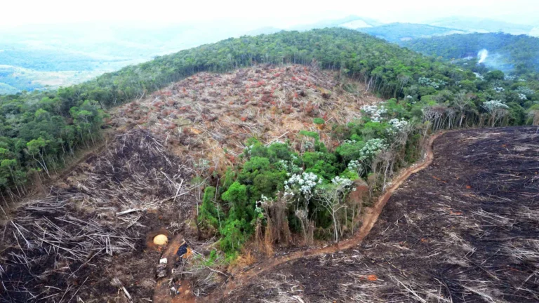 Fazendas ilegais de gado devastam áreas protegidas na Amazônia