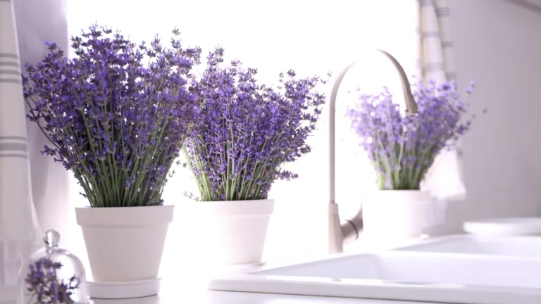 Conheça cinco plantas ‘repelentes’ que afastam os insetos de sua casa