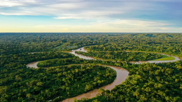 Entenda como funciona o Fundo Florestas Tropicais para Sempre