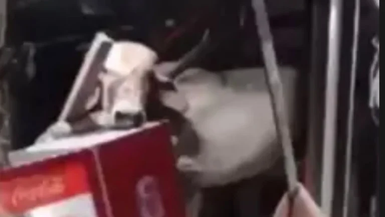 Vaca cai do telhado em bar no Ceará e deixa funcionária ferida