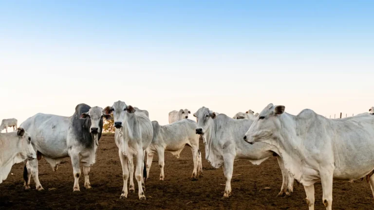 Pará adia para 2030 obrigação de rastrear gado com ‘brinco’ em cada animal