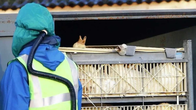 Gripe aviária: Argentina confirma novo surto em aves comerciais