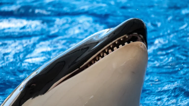 Por que orcas são gênios do mal?