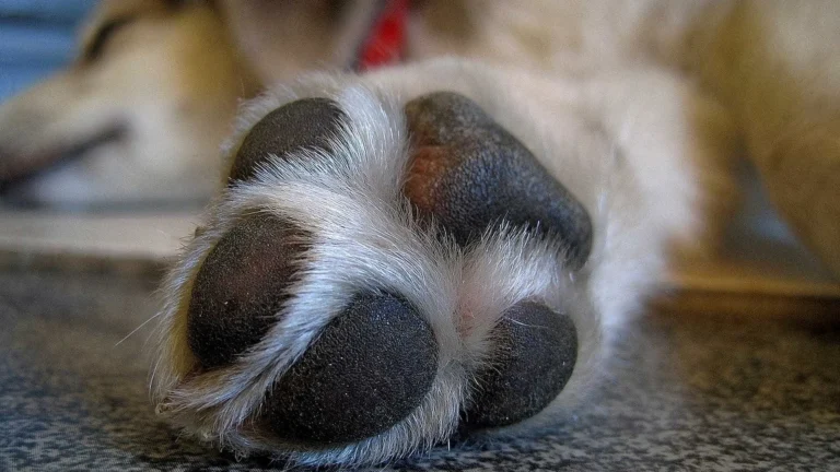 Suspeito de transmitir maus-tratos de animais pela internet é preso pela polícia em Fortaleza